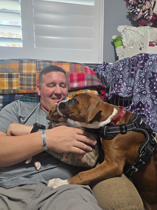 Boxer Puppies media 17