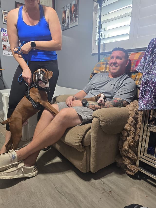 Boxer Puppies media 18
