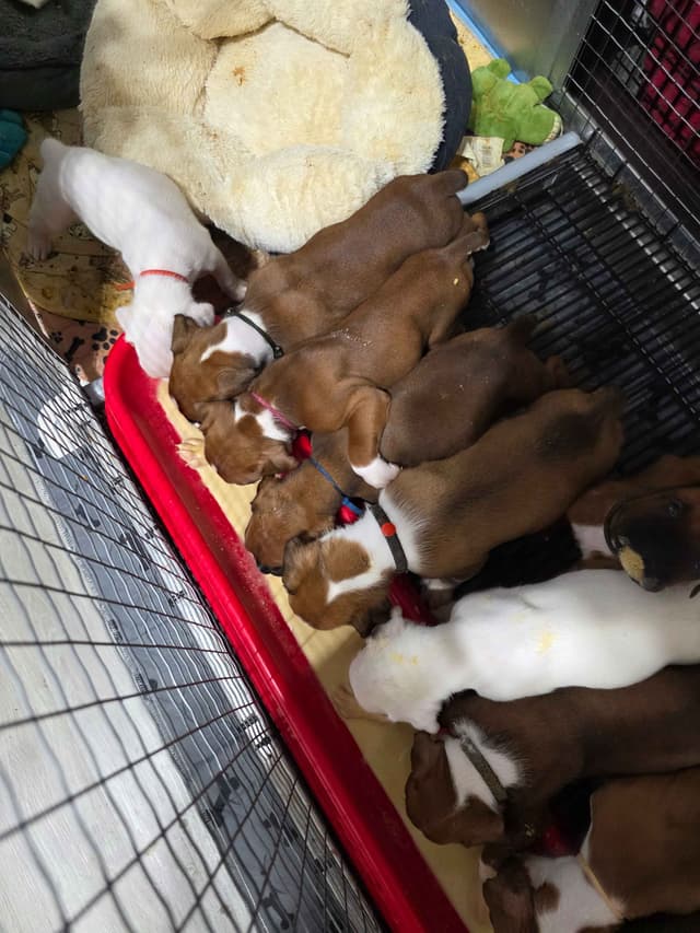 Boxer Puppies media 19