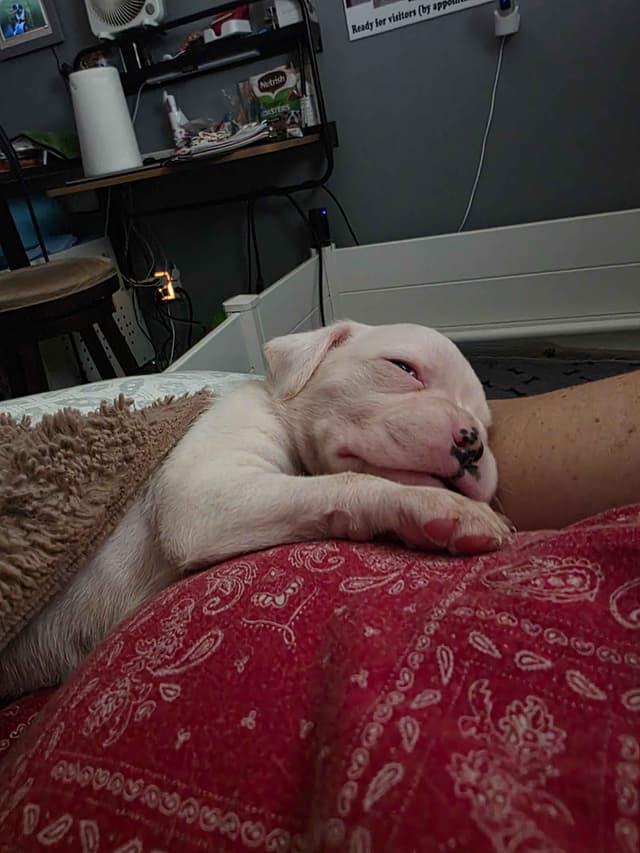 Boxer Puppies media 20