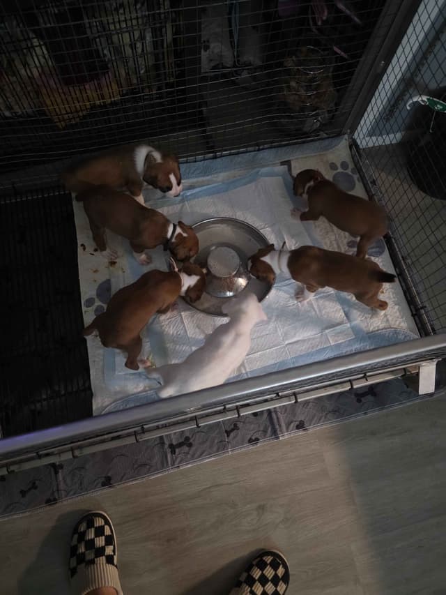 Boxer Puppies media 22