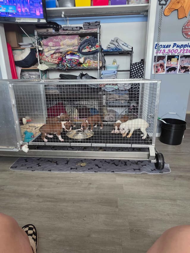 Boxer Puppies media 23