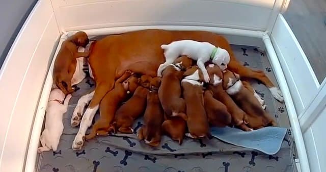Boxer Puppies media 24