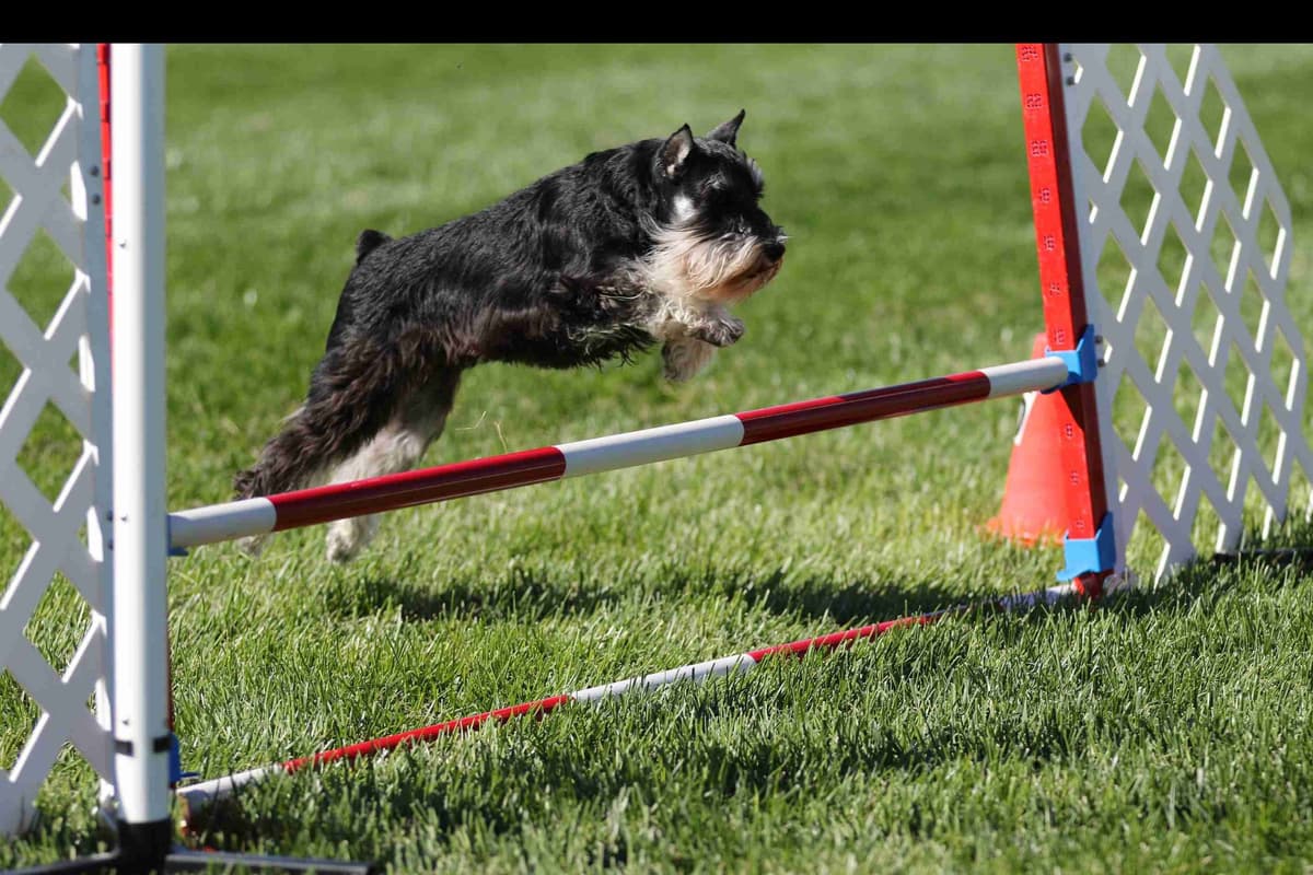 Miniature Schnauzer Puppies breeder image 7