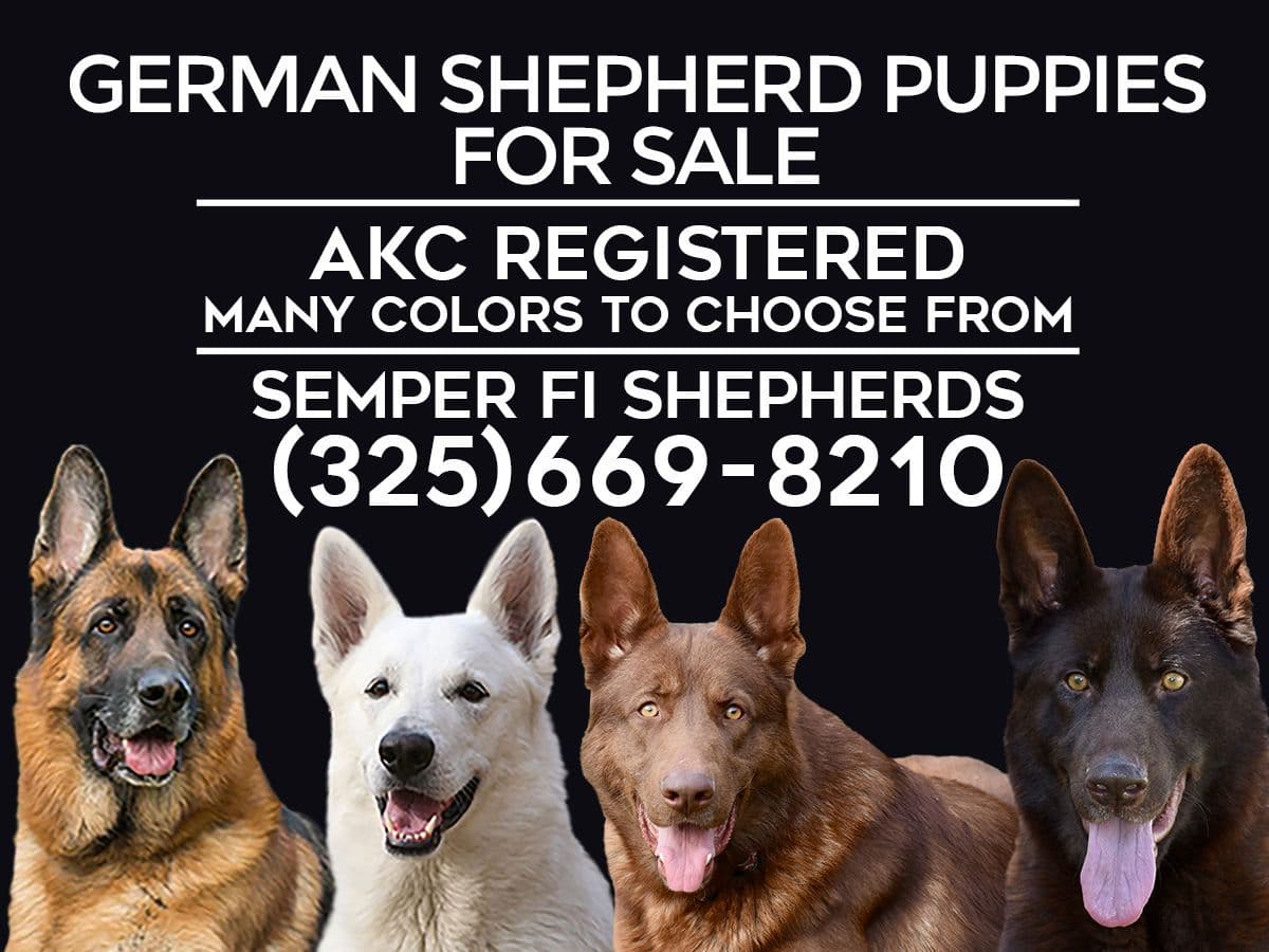 German Shepherd Dog Puppies breeder image 1