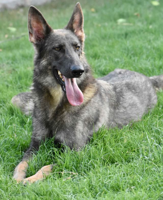 German Shepherd Dog Puppies media 2