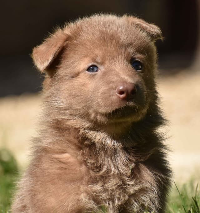 German Shepherd Dog Puppies media 3