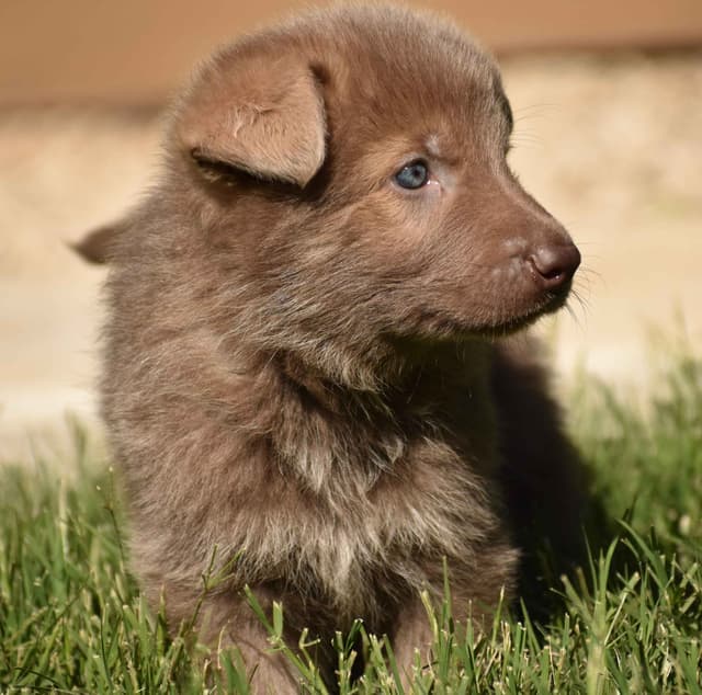 German Shepherd Dog Puppies media 4