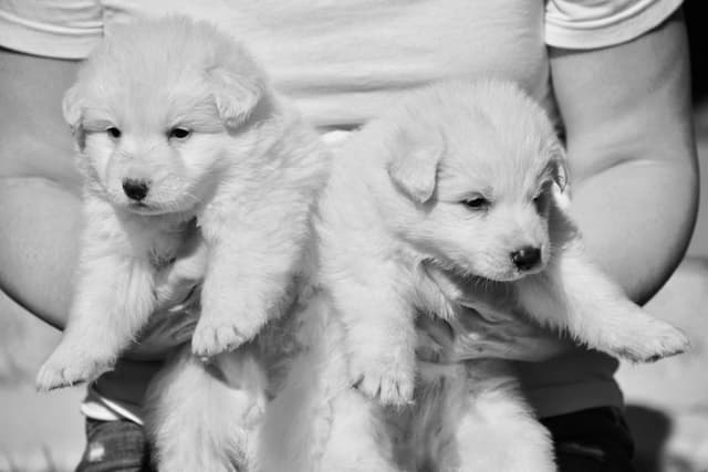 German Shepherd Dog Puppies media 2