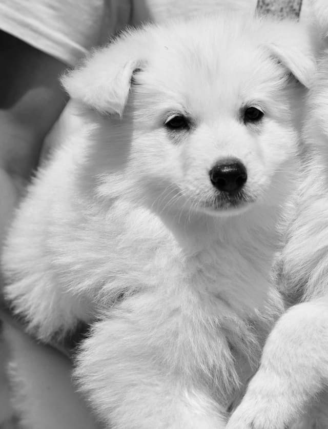 German Shepherd Dog Puppies media 4