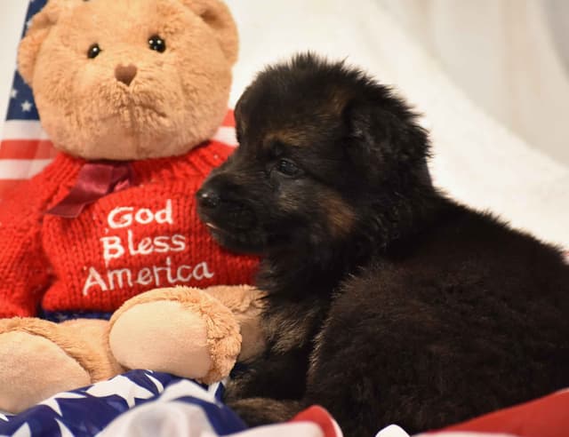 German Shepherd Dog Puppies media 3