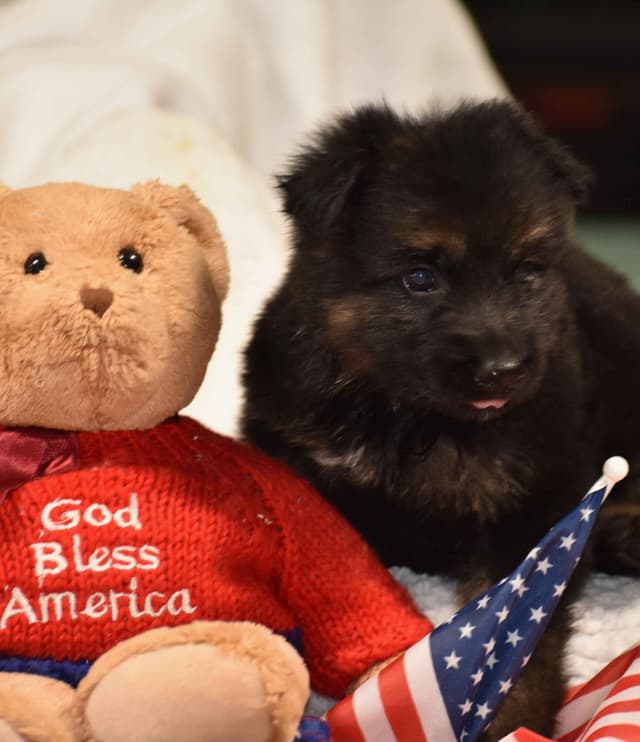 German Shepherd Dog Puppies media 4