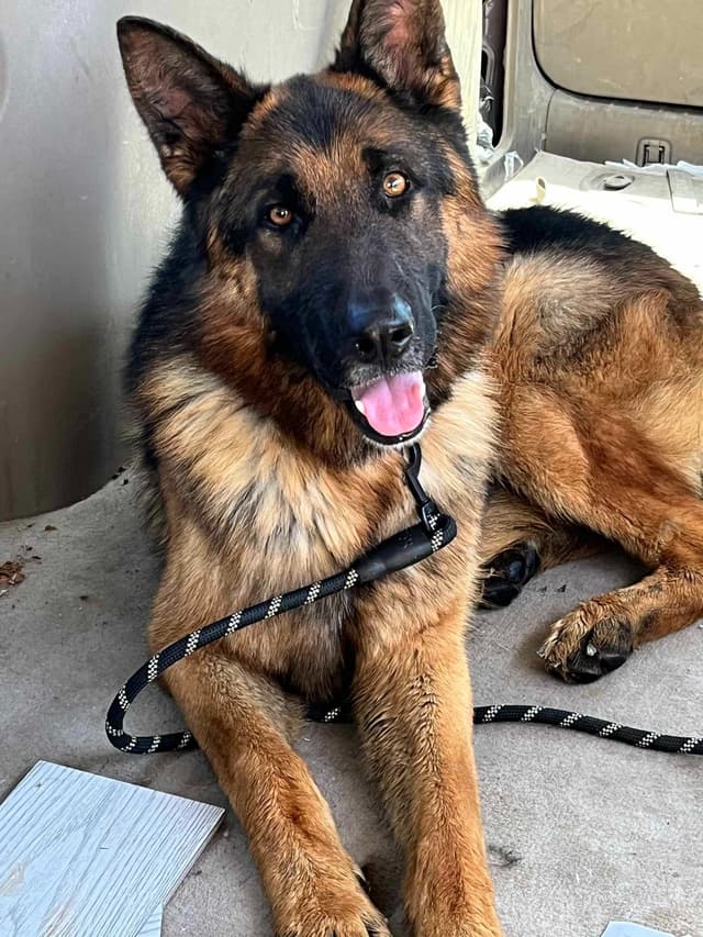 German Shepherd Dog Puppies media 6