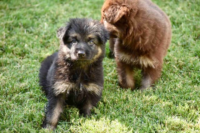 German Shepherd Dog Puppies media 2