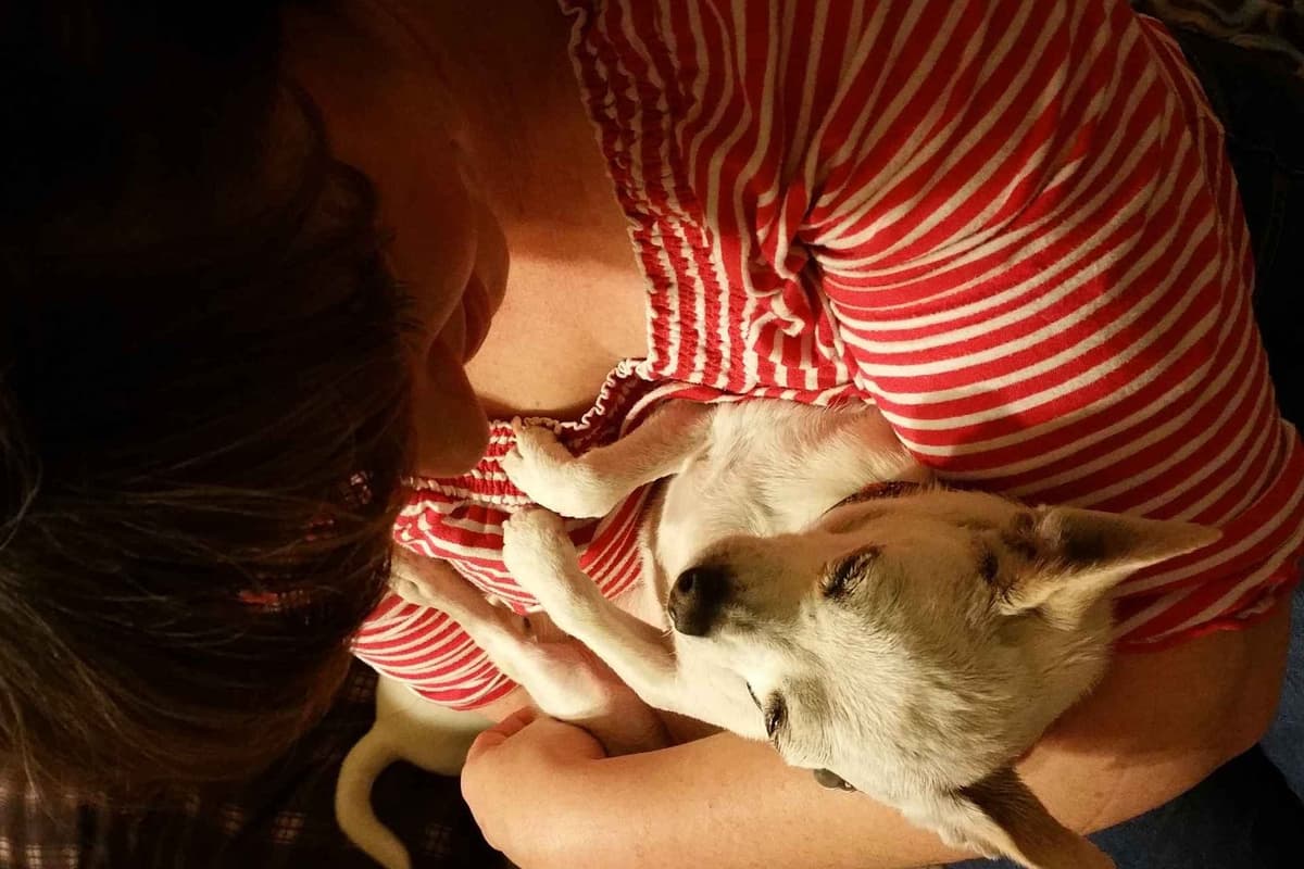 Angel Wings Chihuahuas breeder image 1