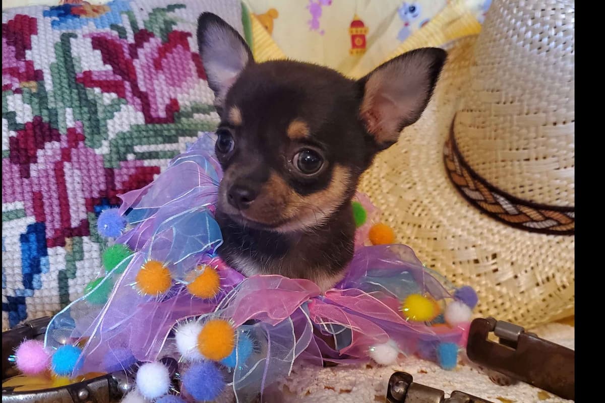 Angel Wings Chihuahuas breeder image 2