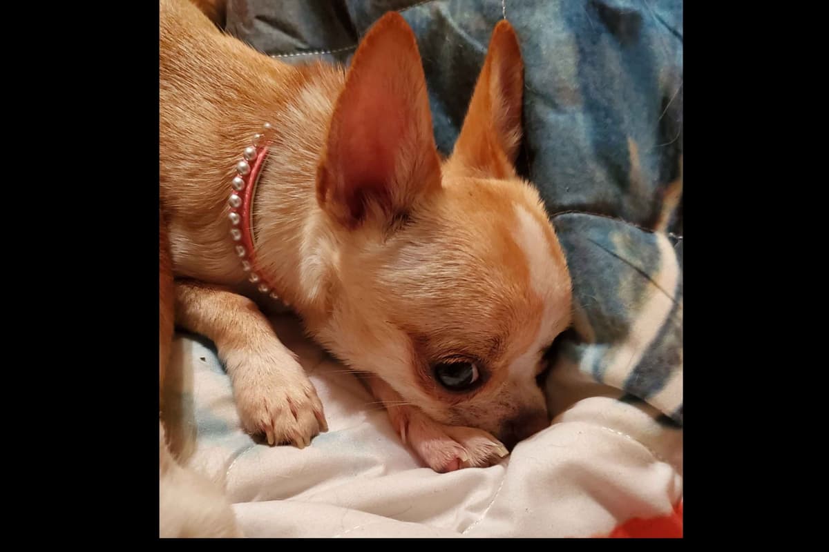 Angel Wings Chihuahuas breeder image 3