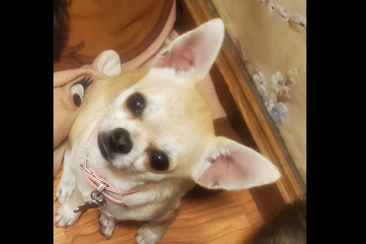 Angel Wings Chihuahuas breeder image 4