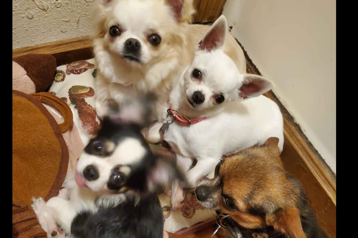 Angel Wings Chihuahuas breeder image 5