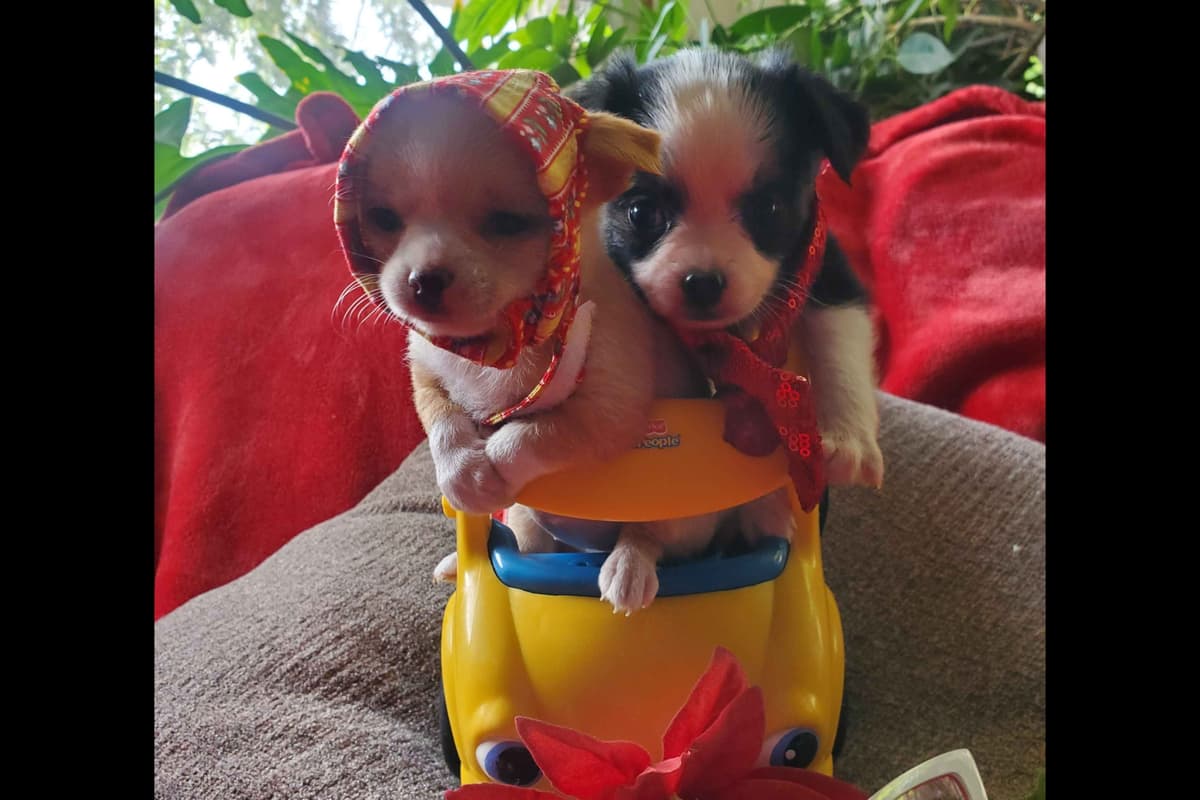 Angel Wings Chihuahuas breeder image 6