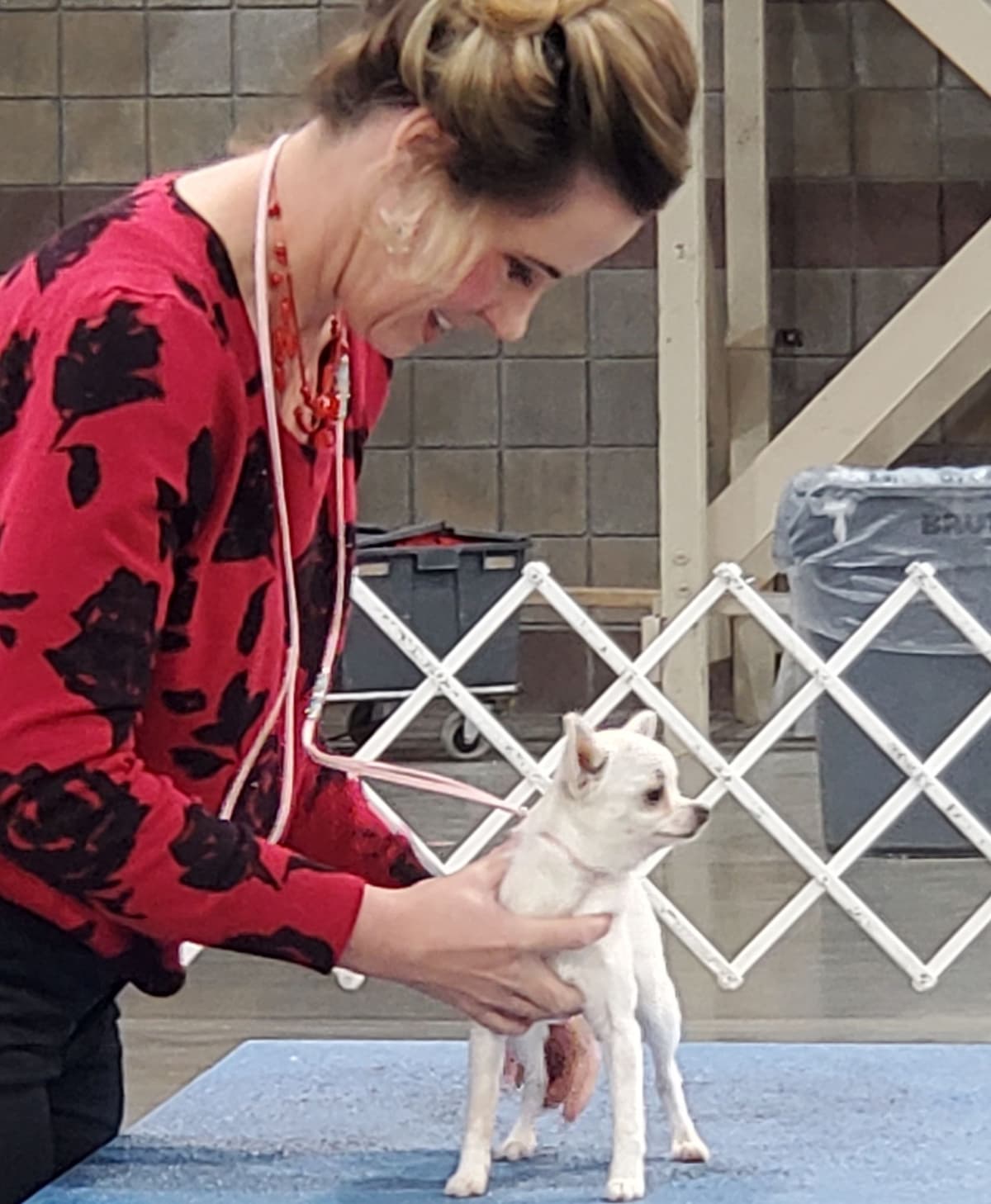 Angel Wings Chihuahuas breeder image 10
