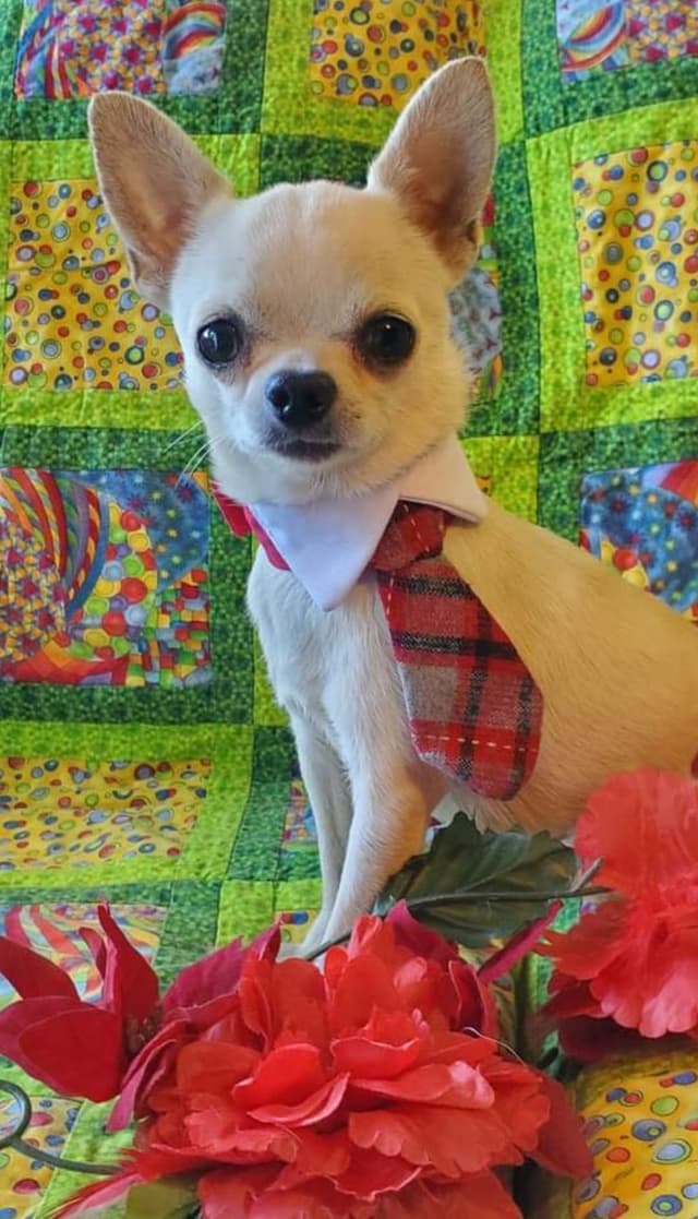 Angel Wings Chihuahuas media 5