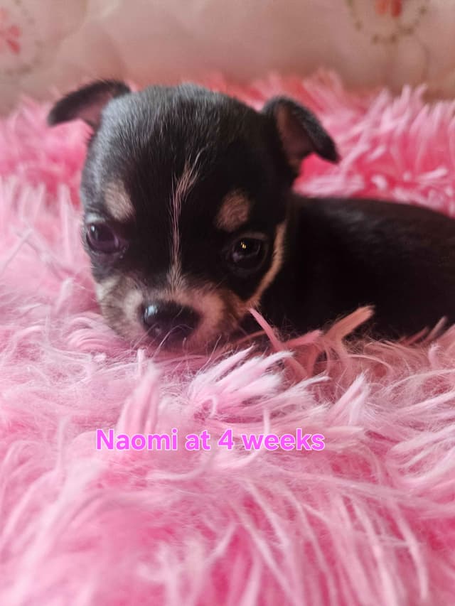 Angel Wings Chihuahuas media 8