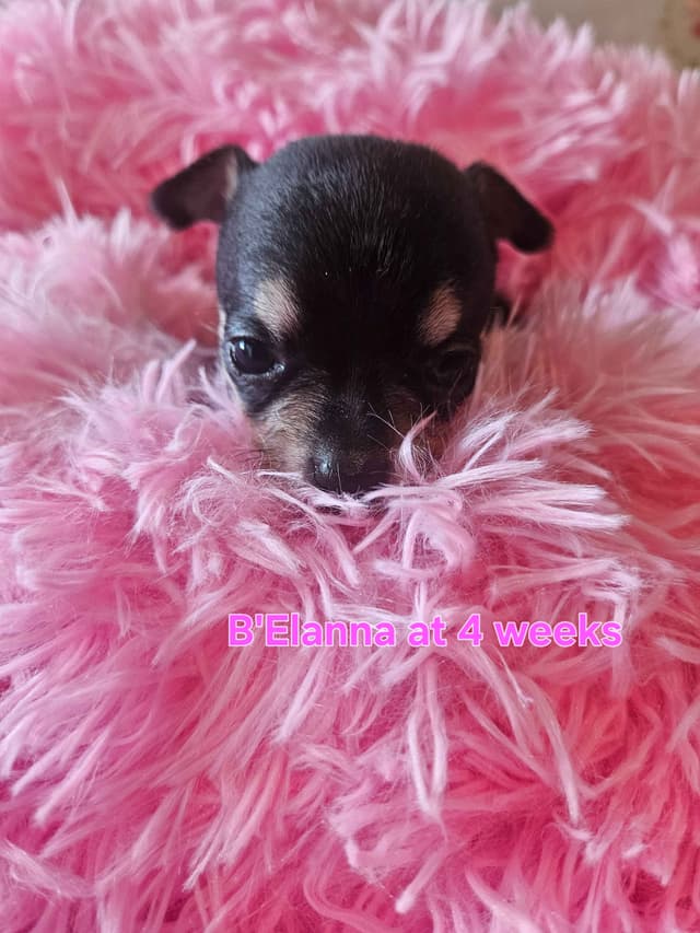 Angel Wings Chihuahuas media 9