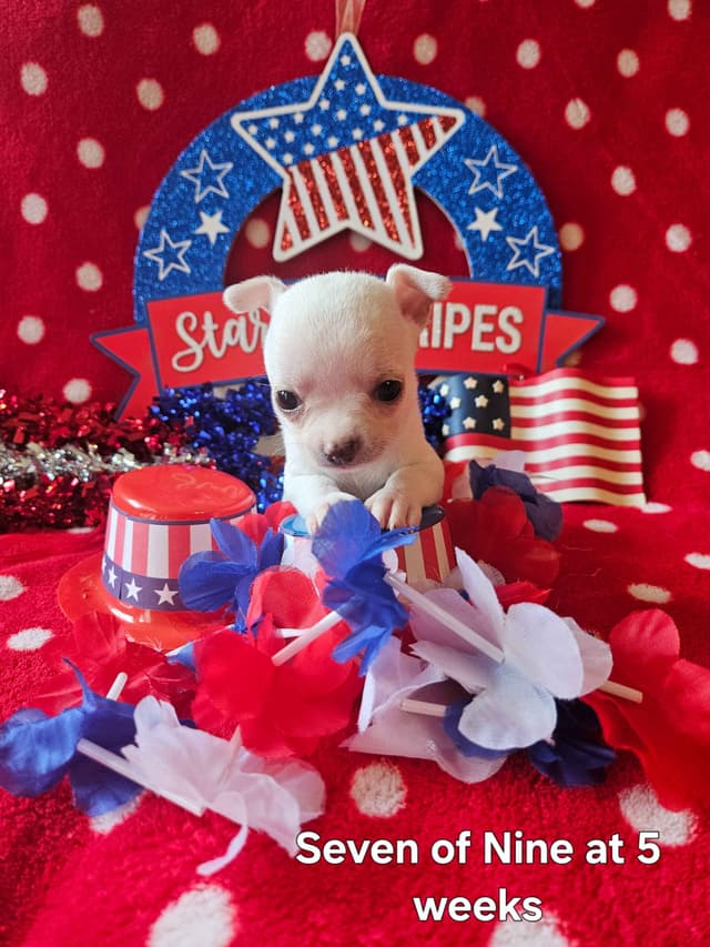 Angel Wings Chihuahuas media 11