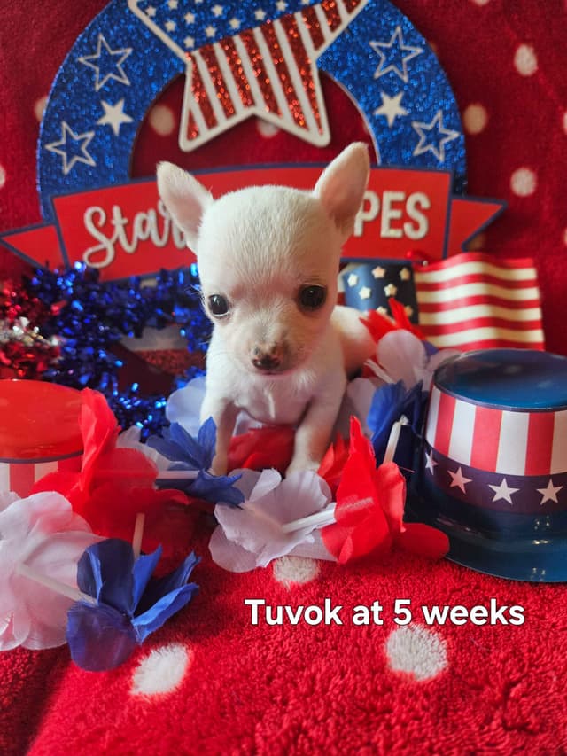 Angel Wings Chihuahuas media 12