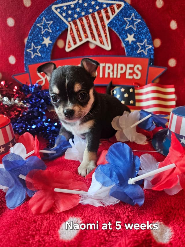 Angel Wings Chihuahuas media 14
