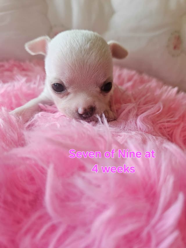 Angel Wings Chihuahuas media 10