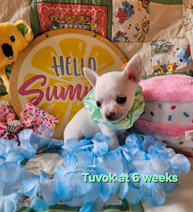 Angel Wings Chihuahuas media 3