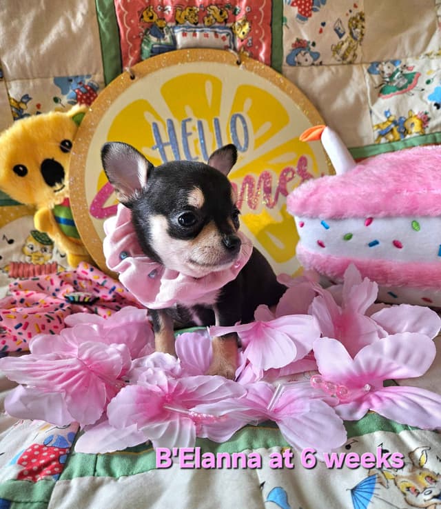 Angel Wings Chihuahuas media 4