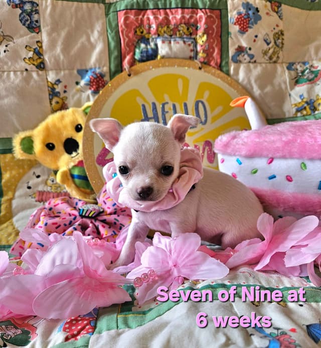 Angel Wings Chihuahuas media 2