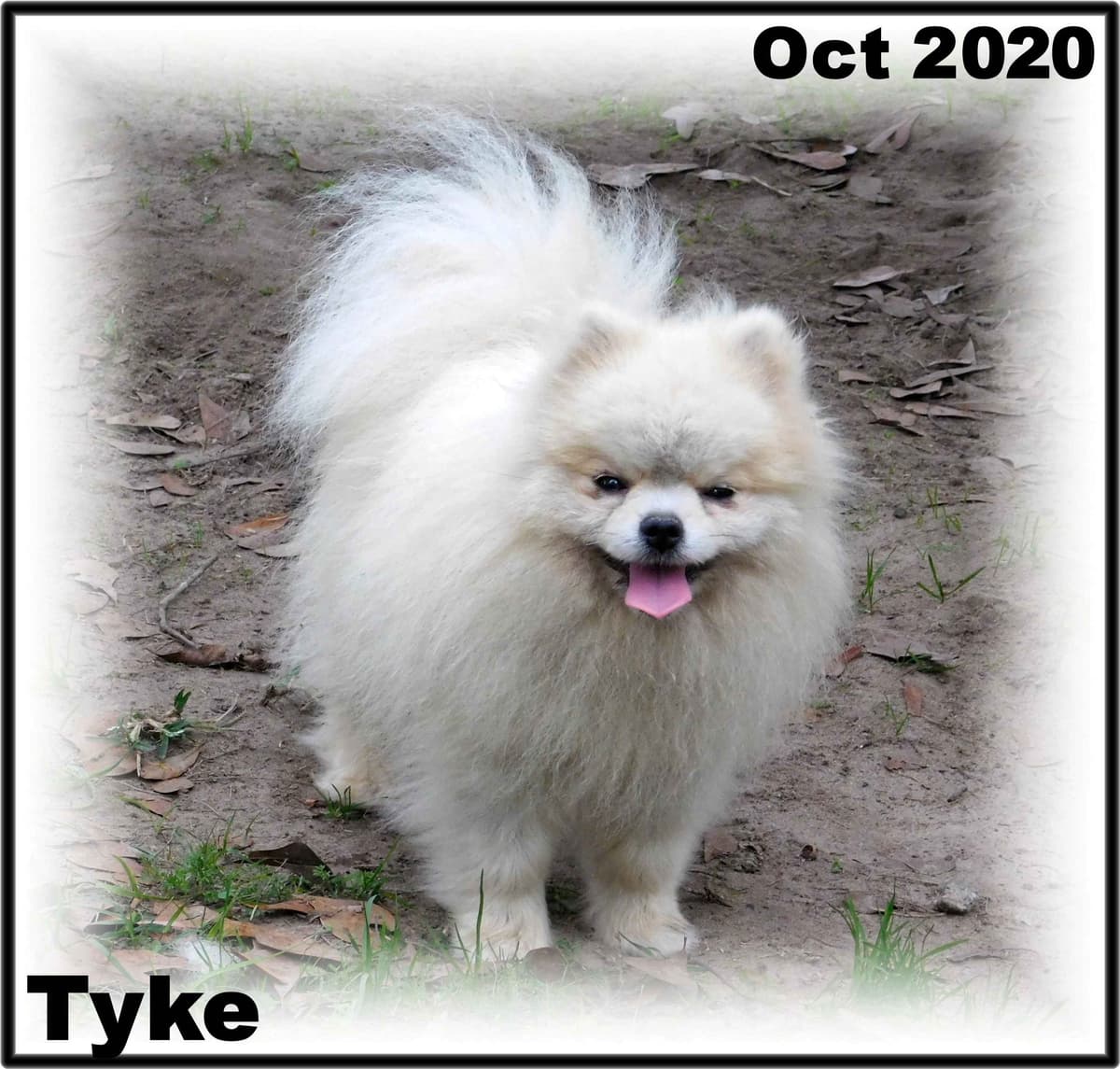 SHIH TZU IMPERIAL MALE AKC breeder image 2