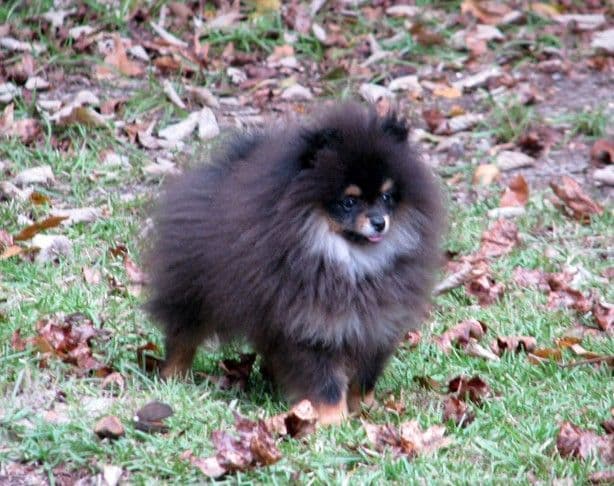SHIH TZU IMPERIAL MALE AKC breeder image 3