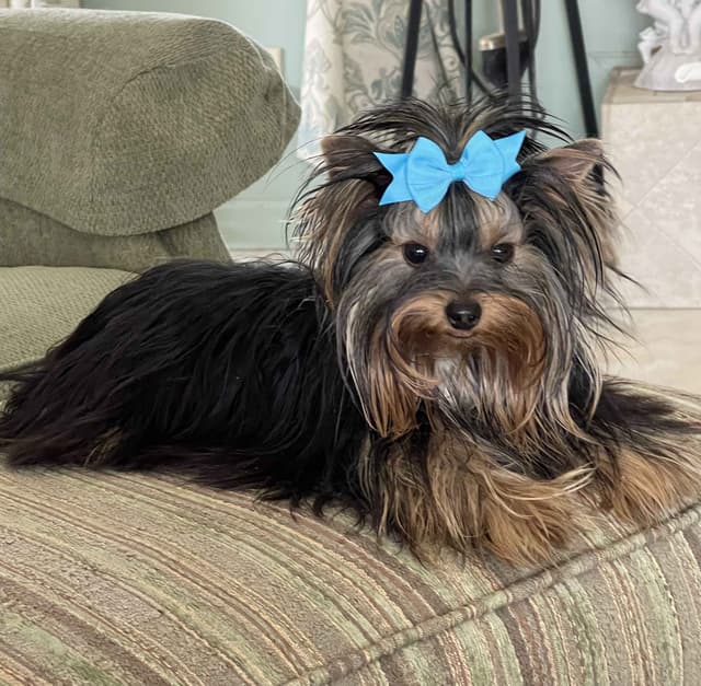 AVANTI/EDGEWOOD'S YORKIES media 5