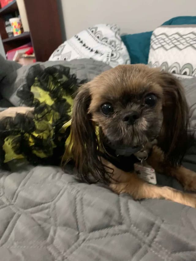 SHIH TZU IMPERIAL MALE AKC media 6