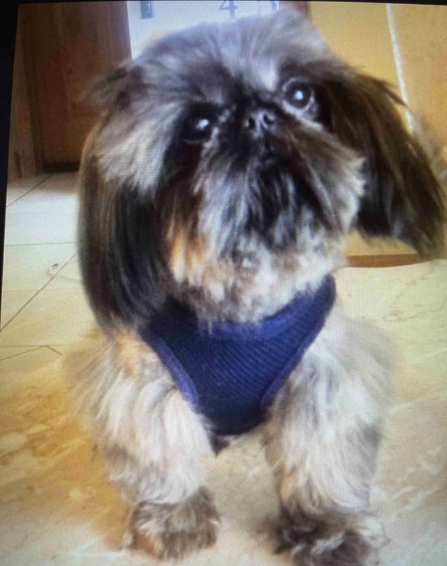 SHIH TZU IMPERIAL MALE AKC media 4