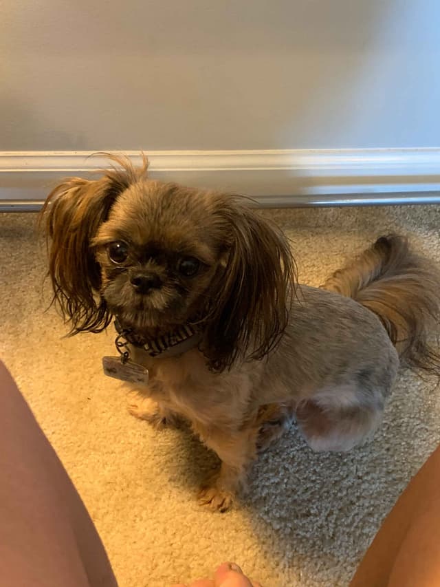 SHIH TZU IMPERIAL MALE AKC media 5