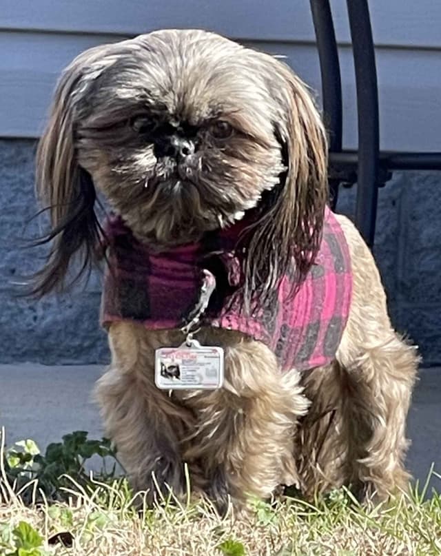 SHIH TZU IMPERIAL MALE AKC media 7