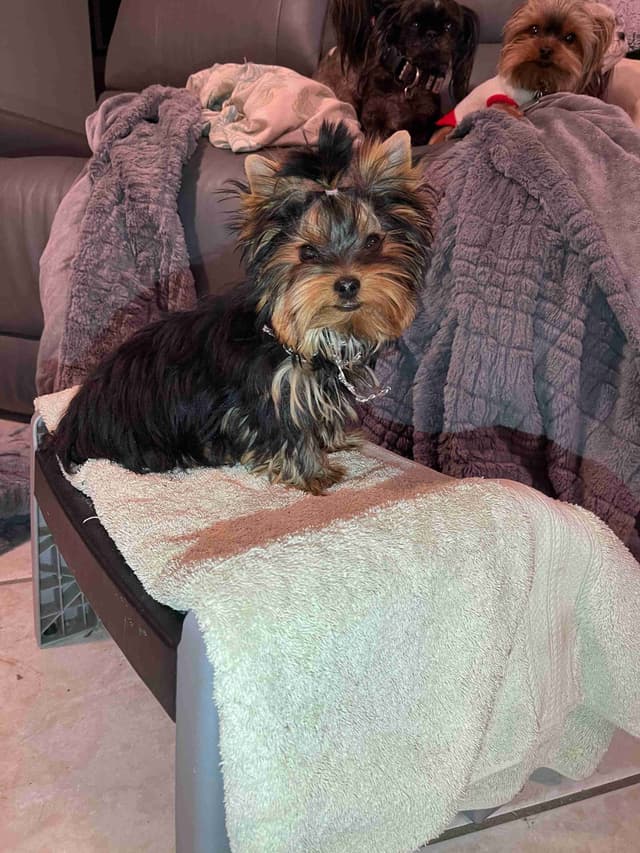 AVANTI/EDGEWOOD'S YORKIES media 2