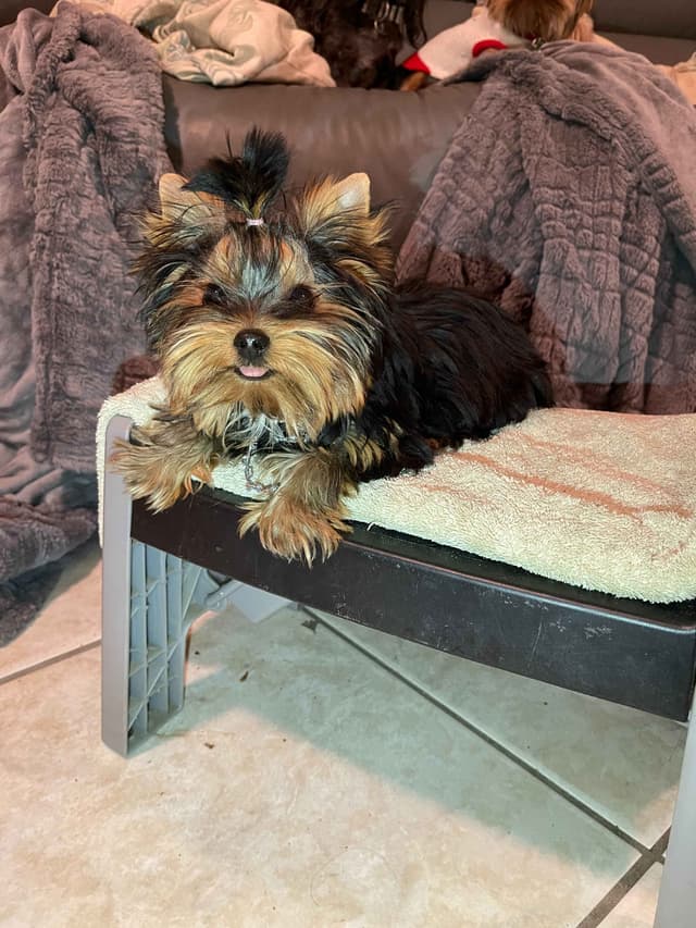 AVANTI/EDGEWOOD'S YORKIES media 3