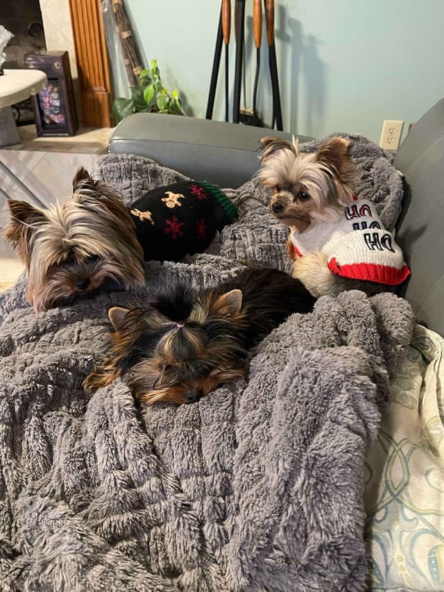 AVANTI/EDGEWOOD'S YORKIES media 7