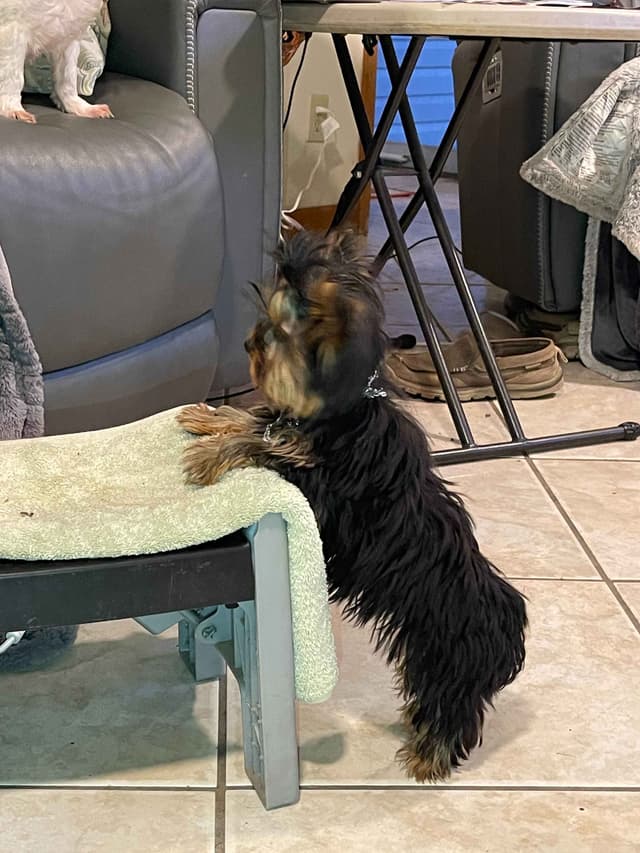 AVANTI/EDGEWOOD'S YORKIES media 8