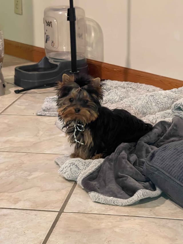 AVANTI/EDGEWOOD'S YORKIES media 9