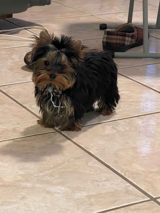 AVANTI/EDGEWOOD'S YORKIES media 4