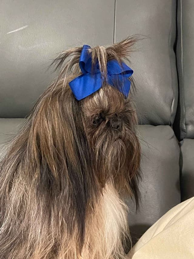 SHIH TZU IMPERIAL MALE AKC media 2