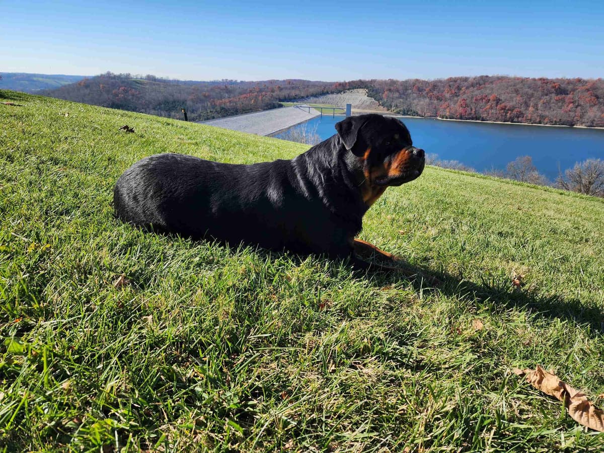 Rottweiler Puppies breeder image 2